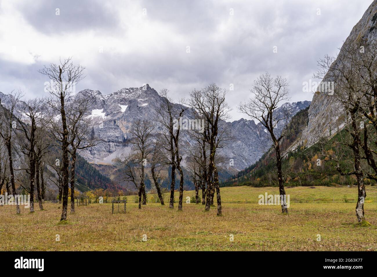 Vue d'automne des érables à Ahornboden, Karwendel, Tyrol, Autriche Banque D'Images