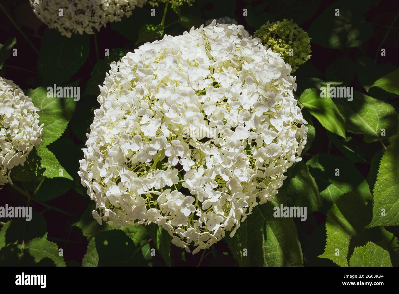 Gros plan d'une splendide plante d'hortensia blanche, symbole de l'amour, avec ses fleurs caractéristiques. Banque D'Images