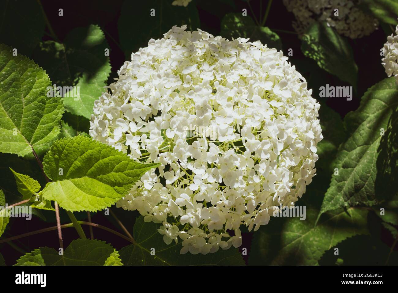 Gros plan d'une splendide plante d'hortensia blanche, symbole de l'amour, avec ses fleurs caractéristiques. Banque D'Images