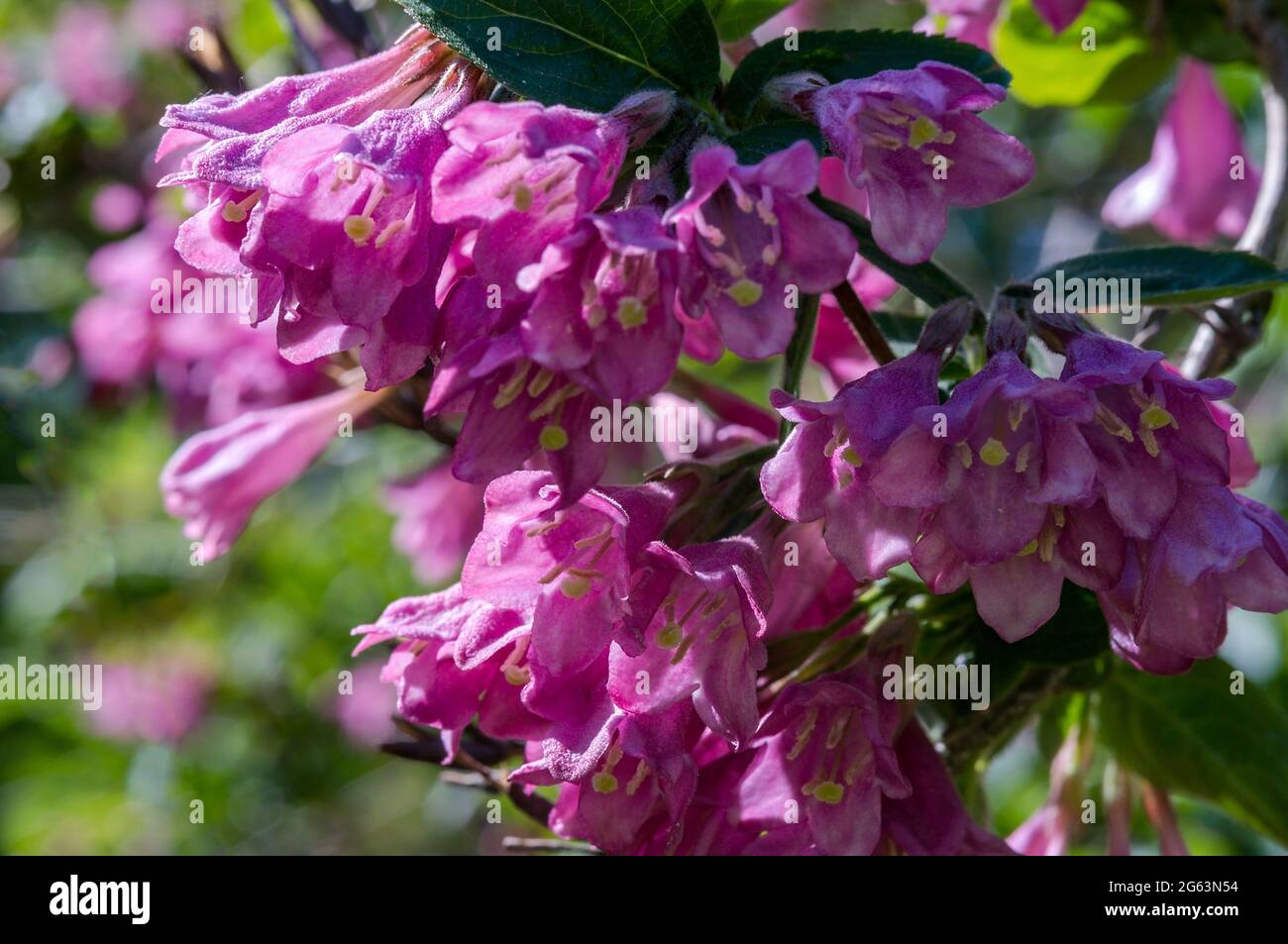 Brousse en fleur. Branche florale de fleurs lilas. Fleurs roses. Banque D'Images