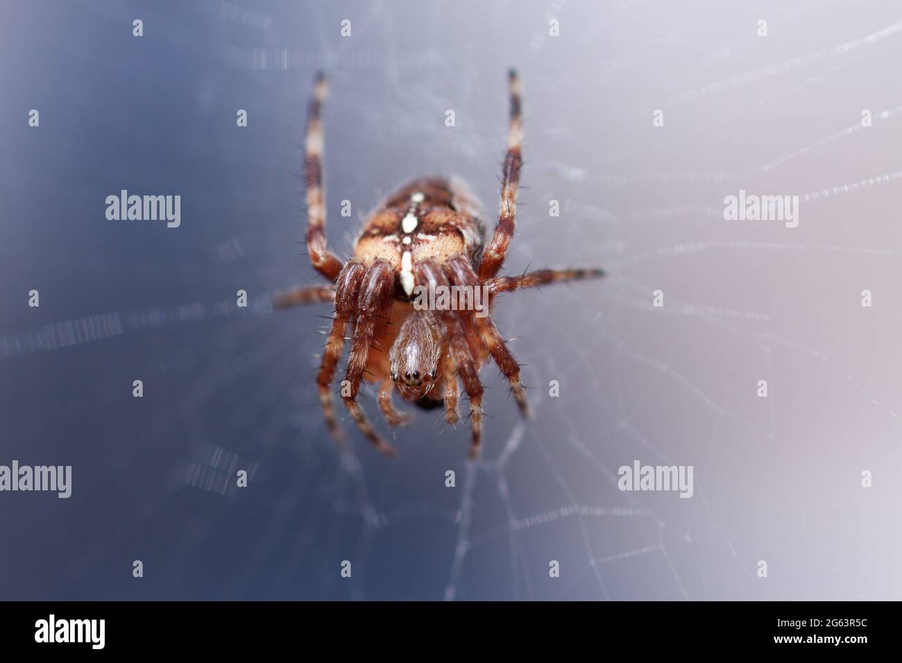 L'araignée de jardin européenne (Araneus diadematus) attend son déjeuner Banque D'Images