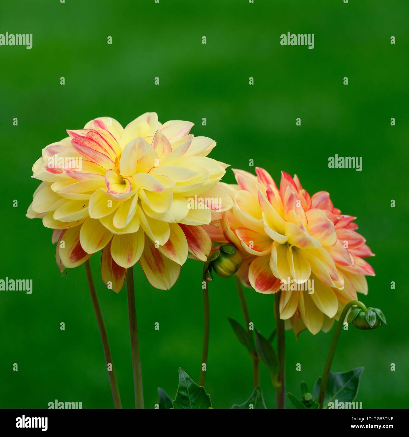 Fleurs de dahlia jaune et rose sur fond d'herbe défocaée Banque D'Images