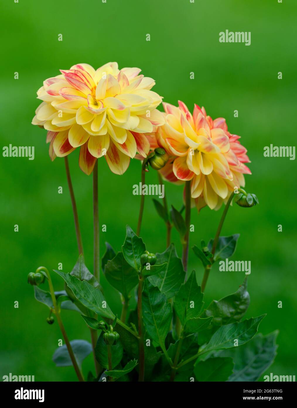 Fleurs de dahlia jaune et rose sur fond d'herbe défocaée Banque D'Images