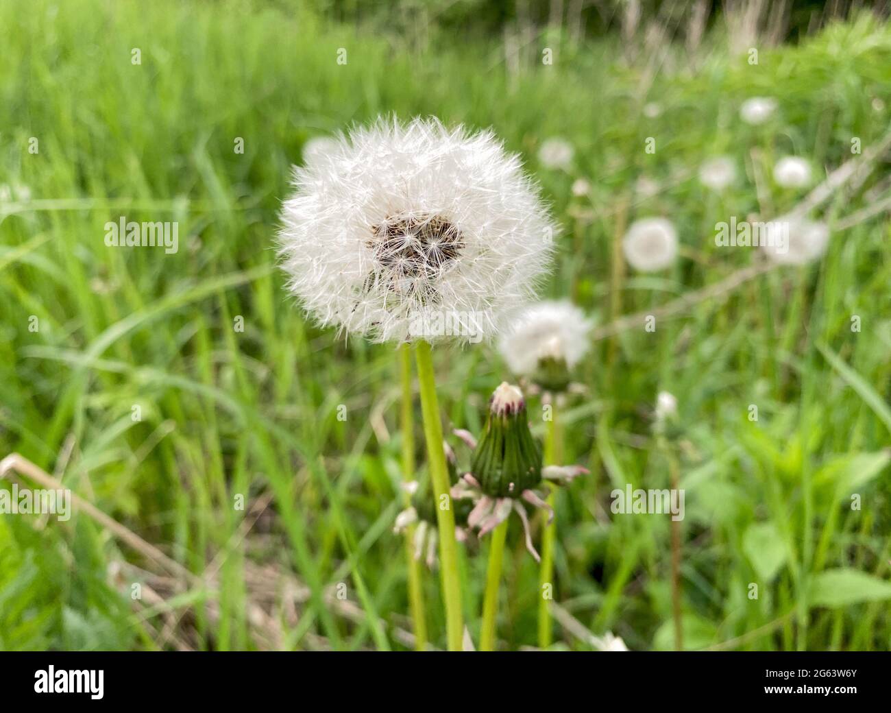 Un grand pissenlit blanc moelleux. Il y en a un autre avec un bourgeon jaune qui grandit à proximité. Sur une glade verte avec de l'herbe et des fleurs. Banque D'Images