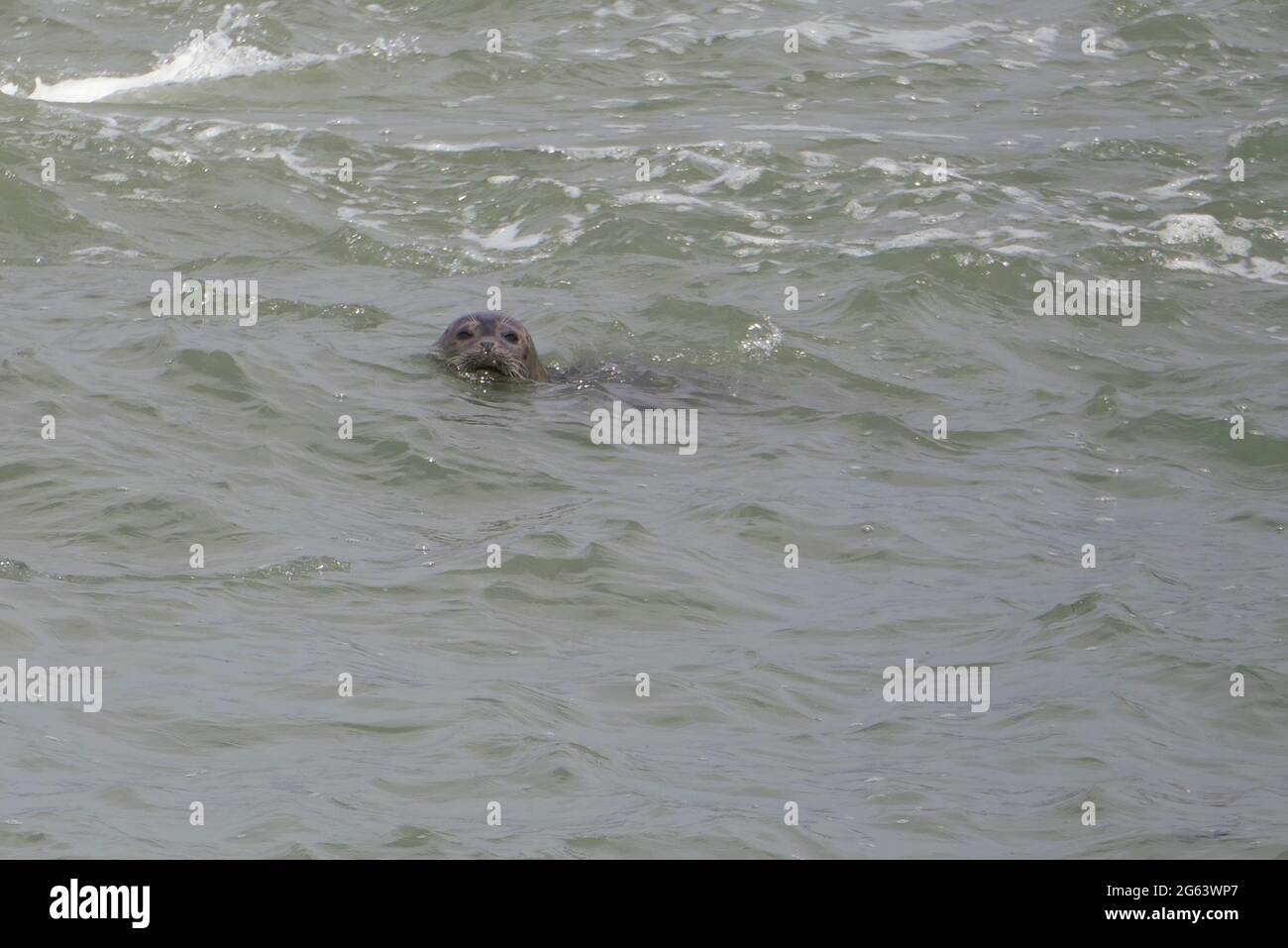 Un phoque sauvage nageant dans la mer au large de la côte hollandaise. Soit un sceau commun (également connu sous le nom de sceau de port), soit un sceau gris. Banque D'Images