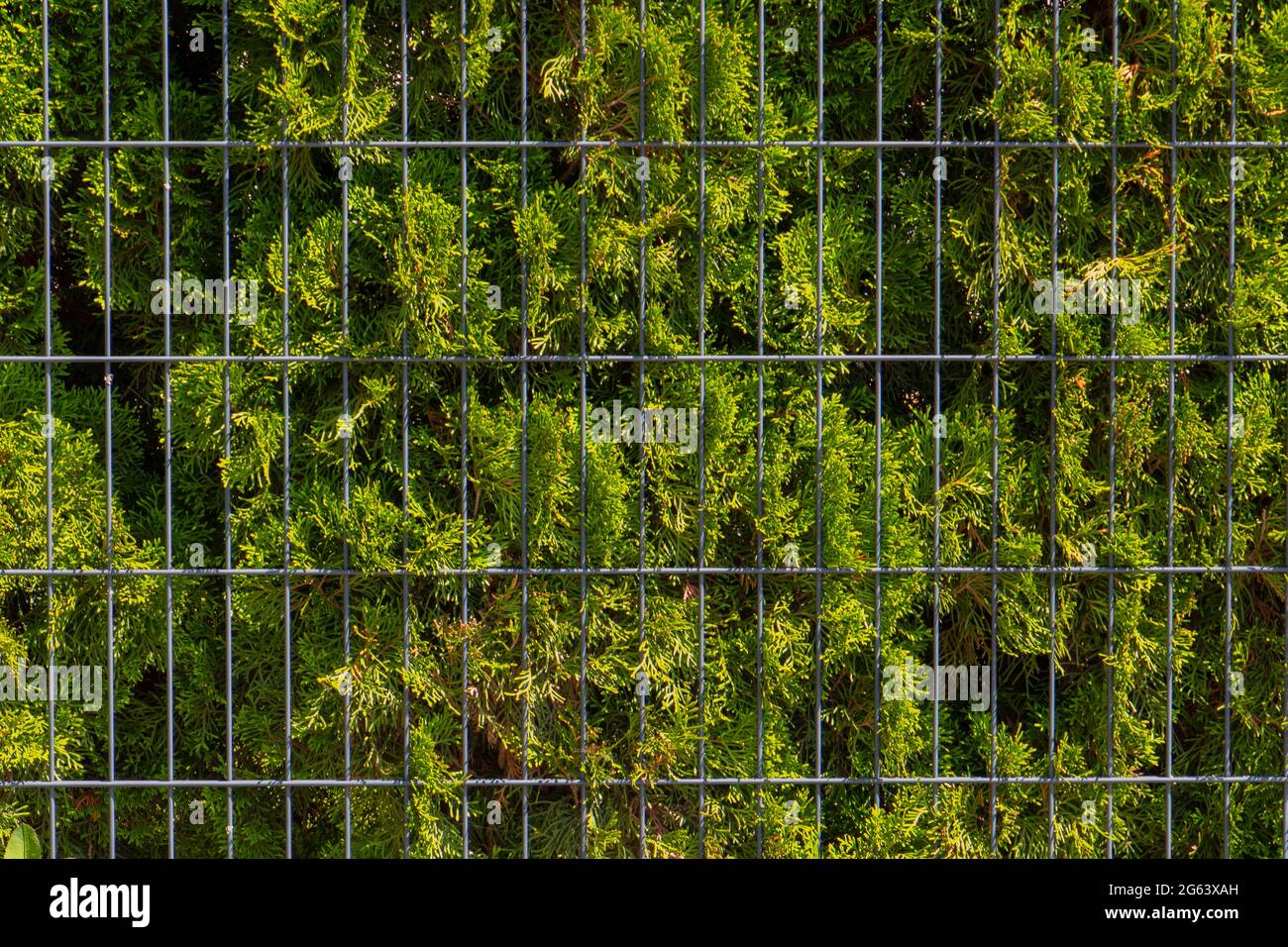 Haie de thuja verte derrière une clôture en métal Banque D'Images
