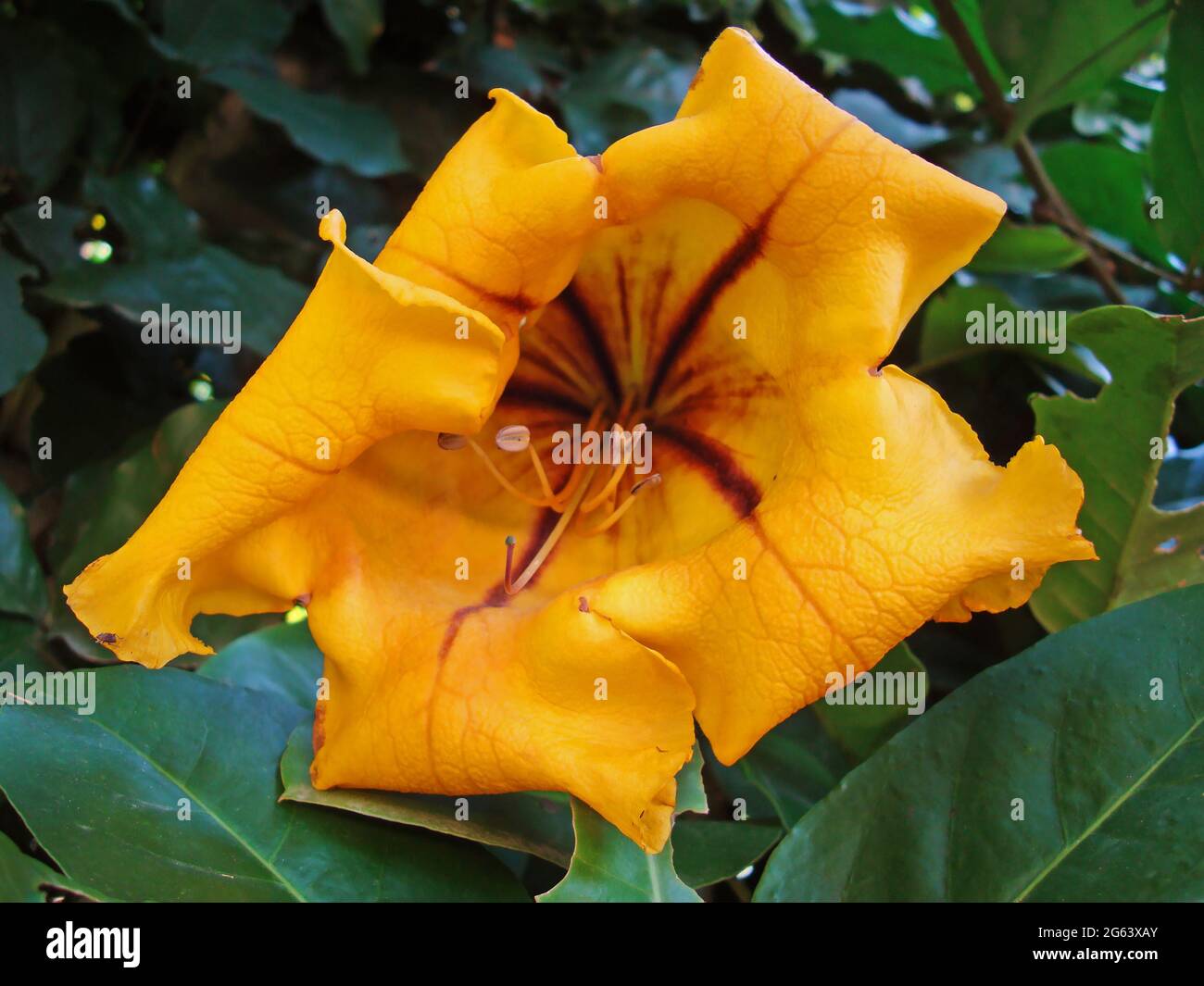 Cépage or ou coupe d'or (Solandra maxima) Banque D'Images
