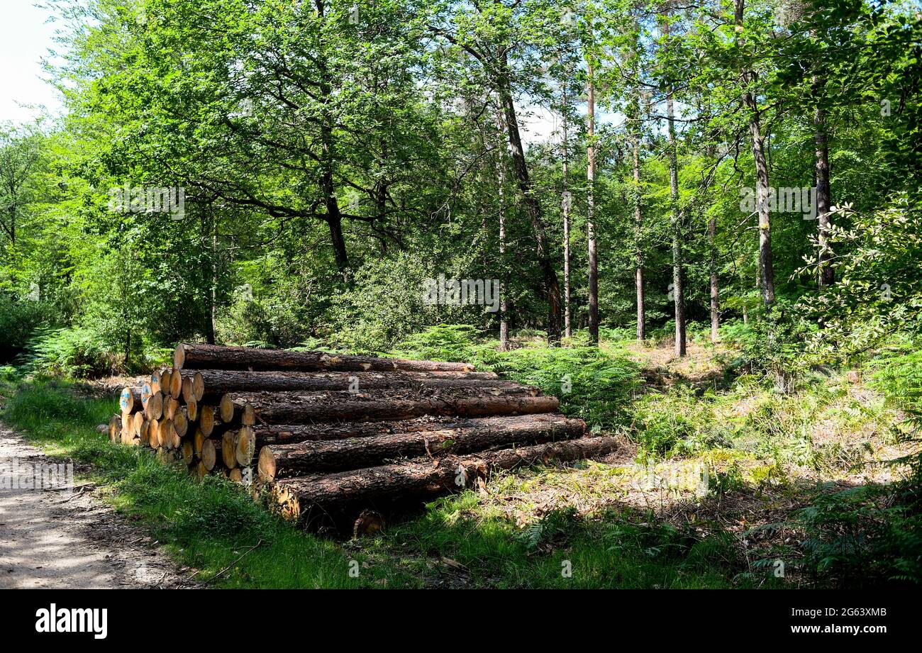 Gestion des forêts dans le New Forest Hampshire enlever des arbres pour la production de bois et restaurer les habitats naturels et la santé de la forêt. Banque D'Images