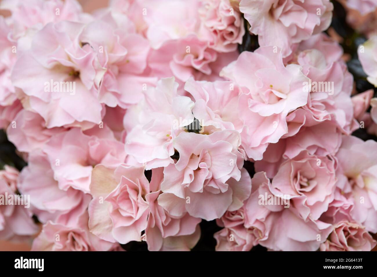 Double rose azalea fleurs texture fond, lumière douce Banque D'Images