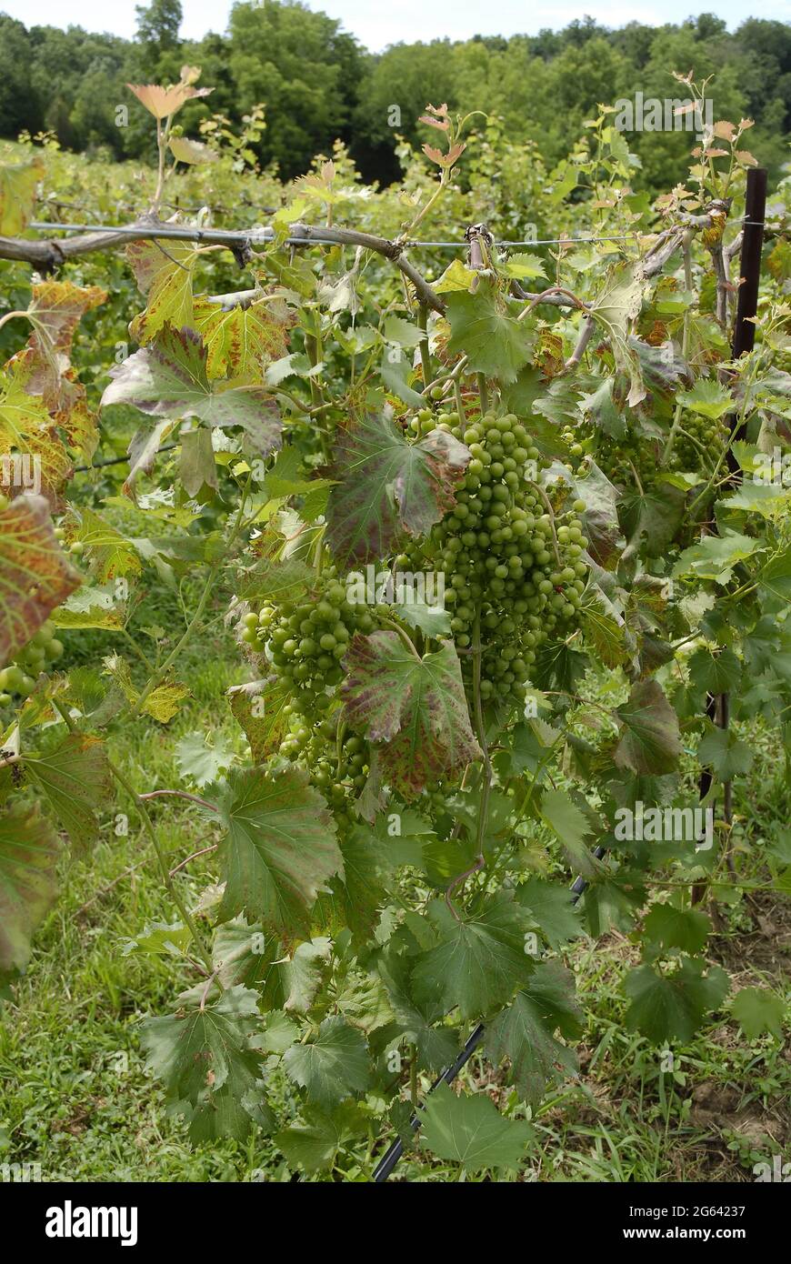 Grenaille verticale de raisins cultivés sur des vignes dans un vignoble du Missouri Banque D'Images