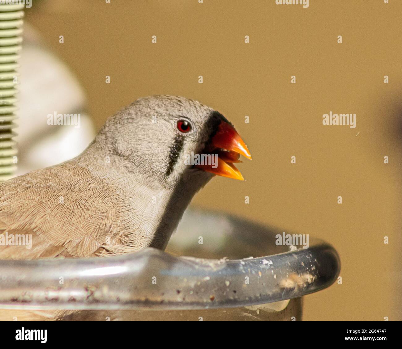Image en gros plan d'un oiseau blanc Zebra finch placé dans le conteneur transparent Banque D'Images