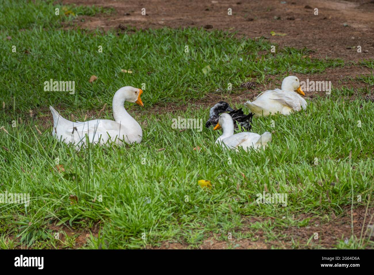 Une oie blanche et trois canards, l'un étant un mélange noir et blanc assis dans l'herbe sur une ferme tranquillement un après-midi ensoleillé en été Banque D'Images