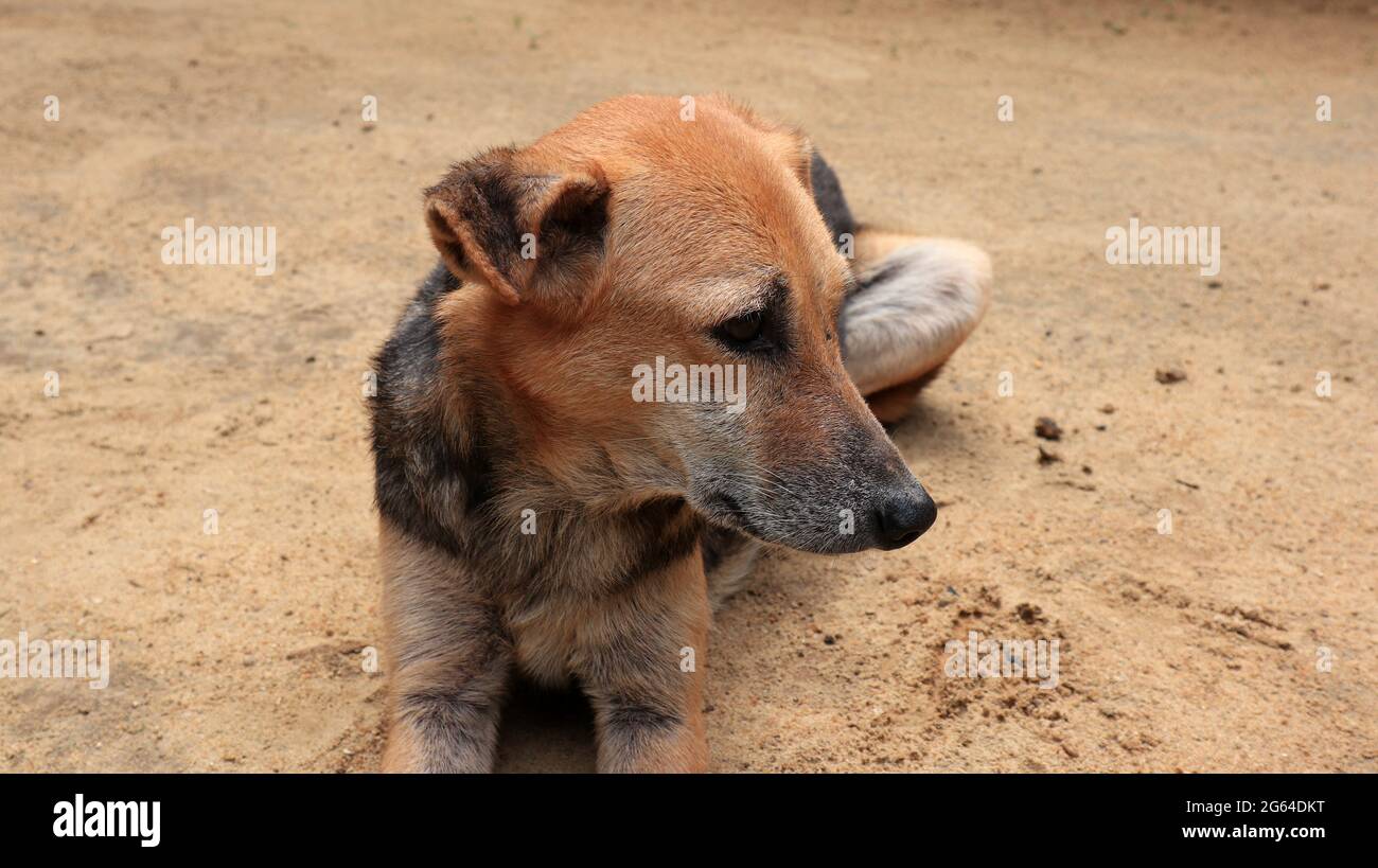 Visage et mains d'un chien mixte brun et noir, posé sur le sable, très gros plan Banque D'Images