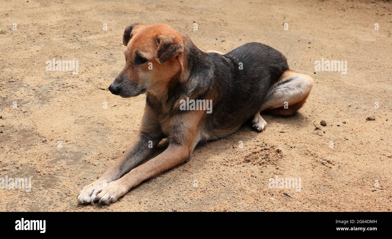 Un chien mixte brun et noir qui se pose sur le sable et qui regarde loin Banque D'Images