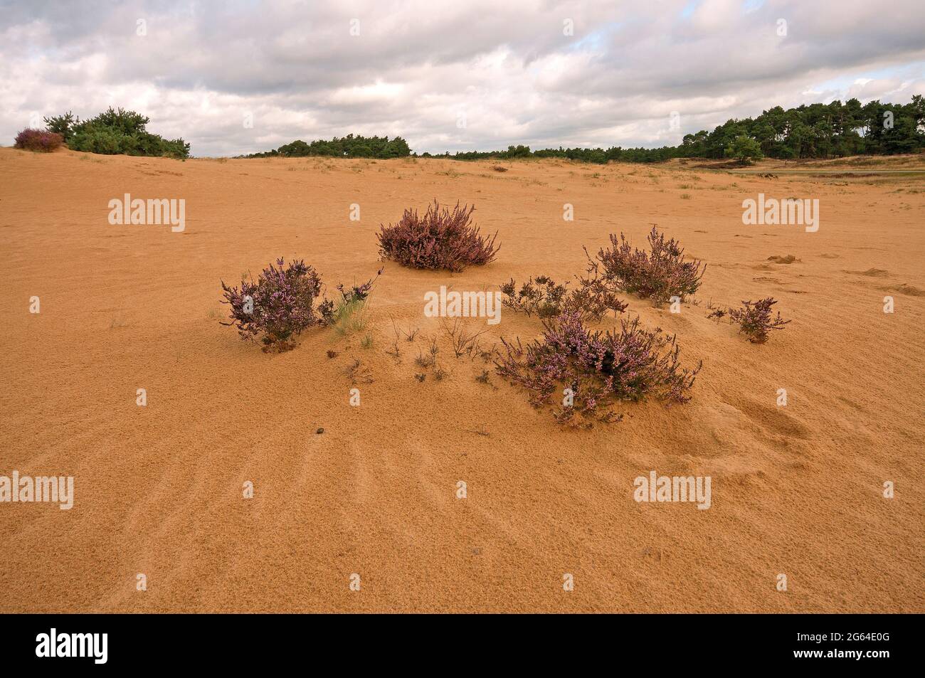 Dunes de sable dans le parc national de Hoge Veluwe, pays-Bas Banque D'Images