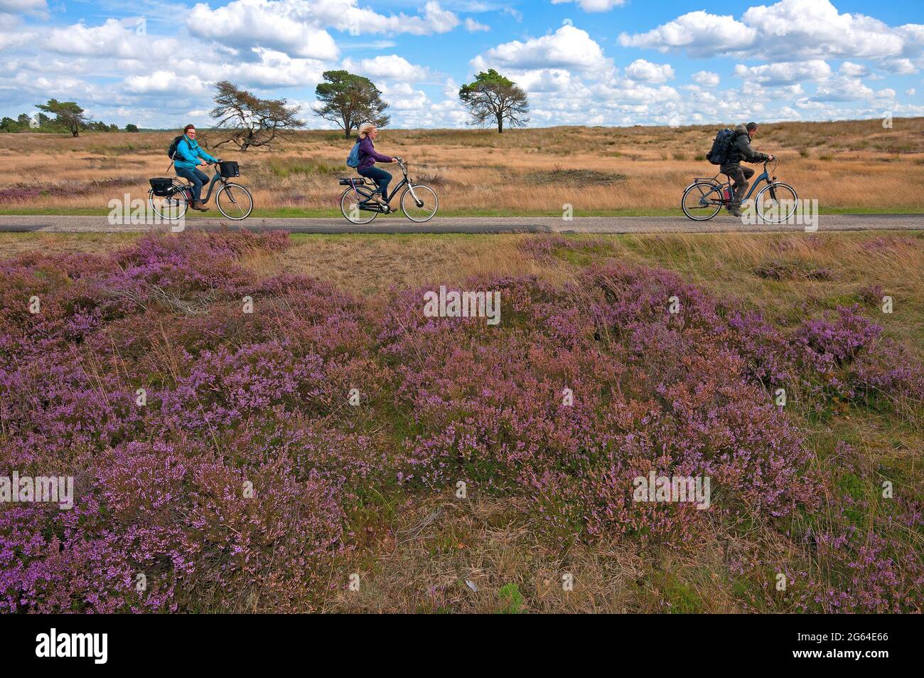 Visiteurs à vélo dans le parc national de Hoge Veluwe, pays-Bas Banque D'Images