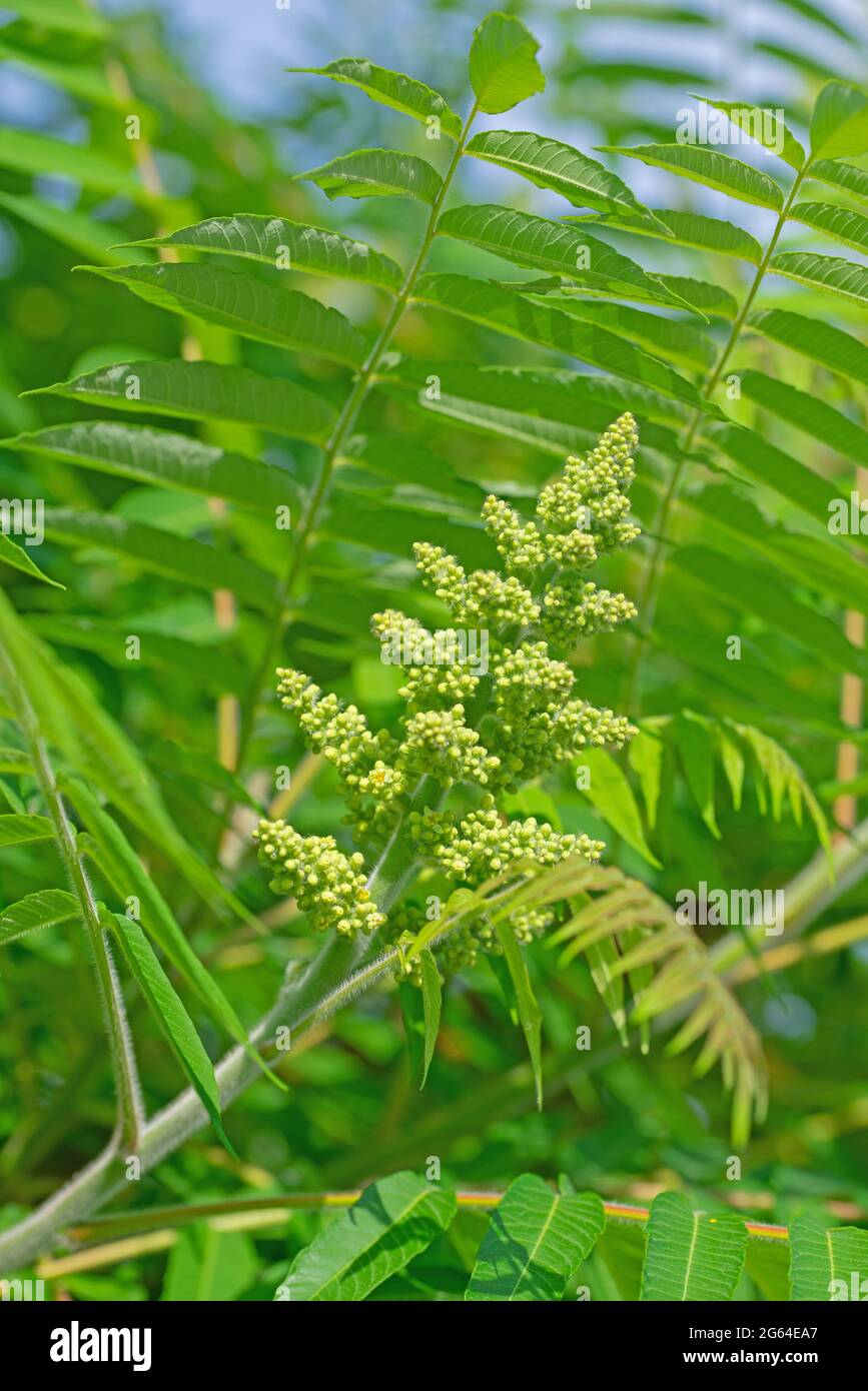 Boutons de fleurs de l'arbre de vinaigre, Rhus typhina Banque D'Images