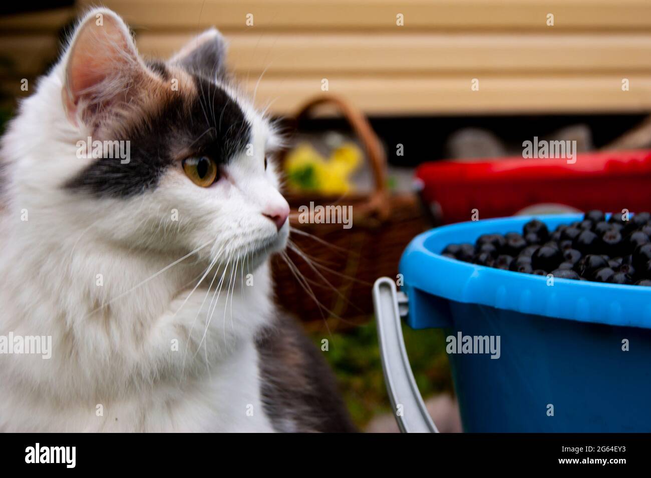 Chat tricolore surpris marchant dans la nature à côté d'un seau de bleuets. Banque D'Images