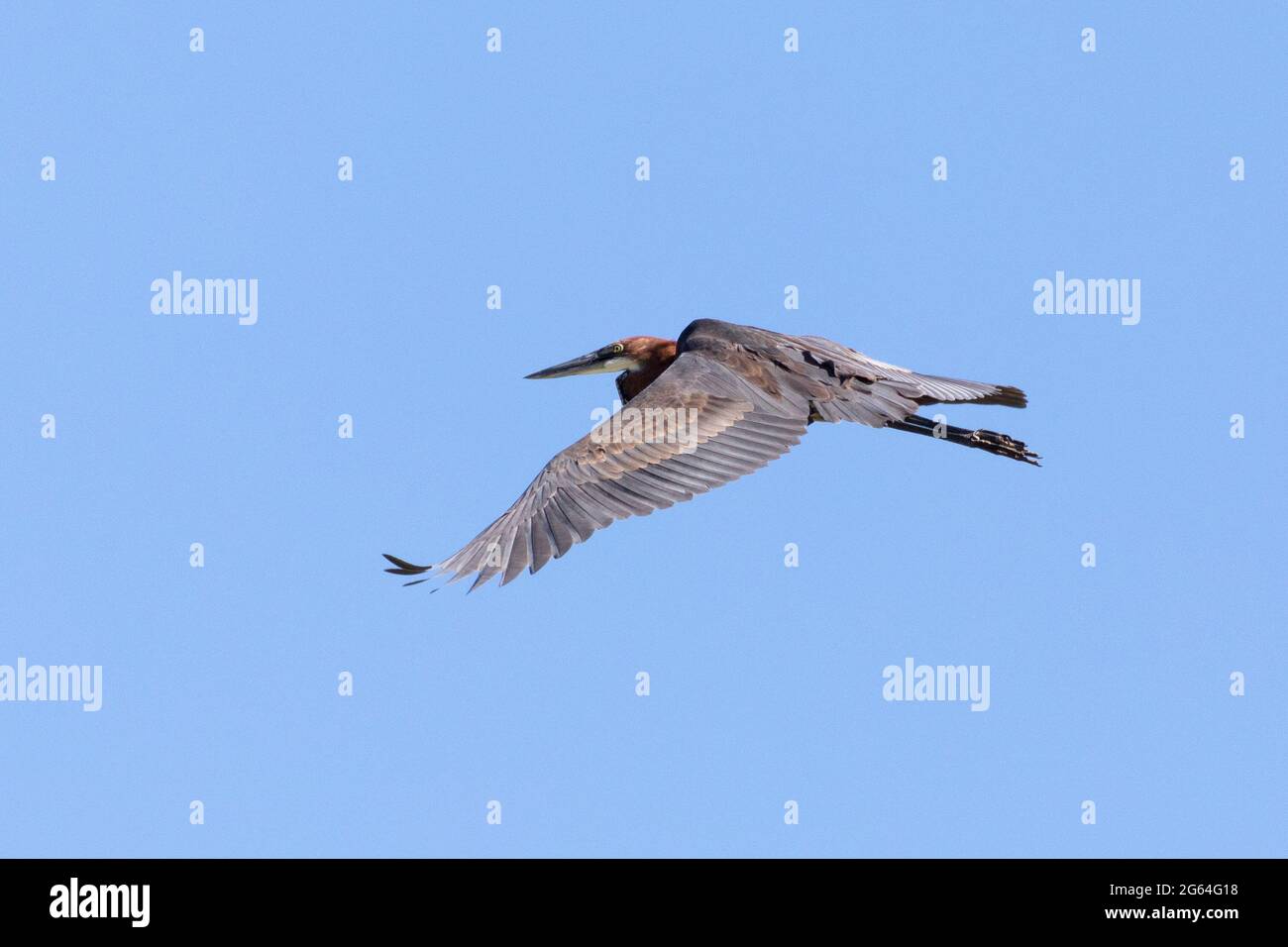 Goliath Heron (Ardea goliath) vol immature / en vol Robertson, Western Cape, Afrique du Sud alias géant Heron Banque D'Images