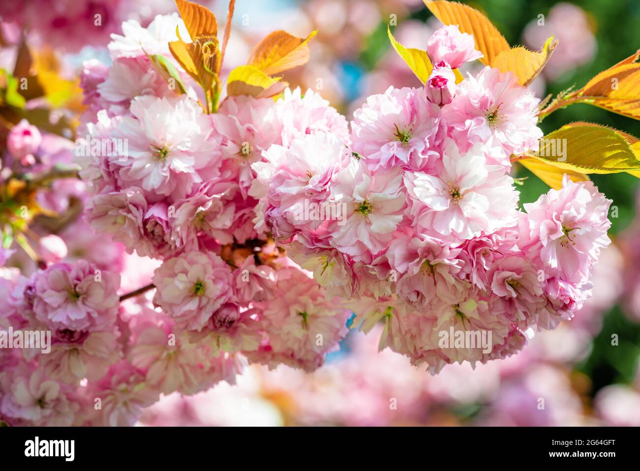 Sakura en fleurs fleurs. Belle fleur de cerisier rose Banque D'Images