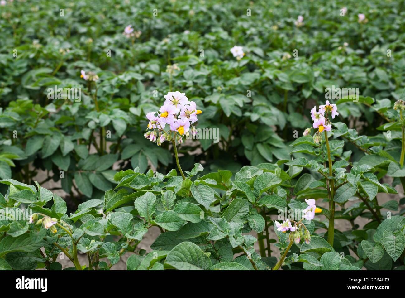 Champ de pommes de terre commercial dans la vallée de Skagit de l'État de Washington. Ces pommes de terre ont une fleur pourpre avec des étamines jaunes Banque D'Images