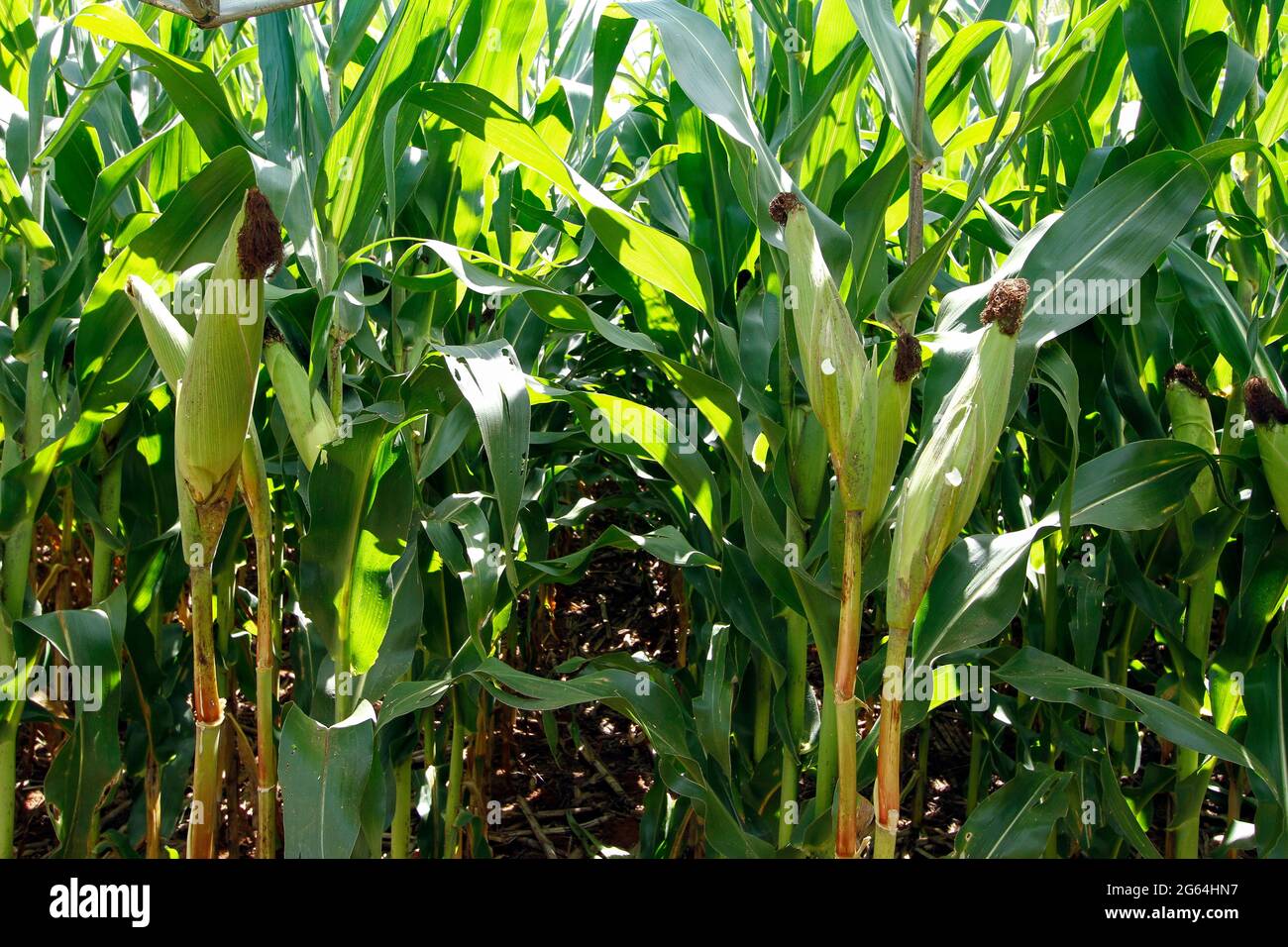 vue de jour de la récolte de maïs - concept agricole Banque D'Images