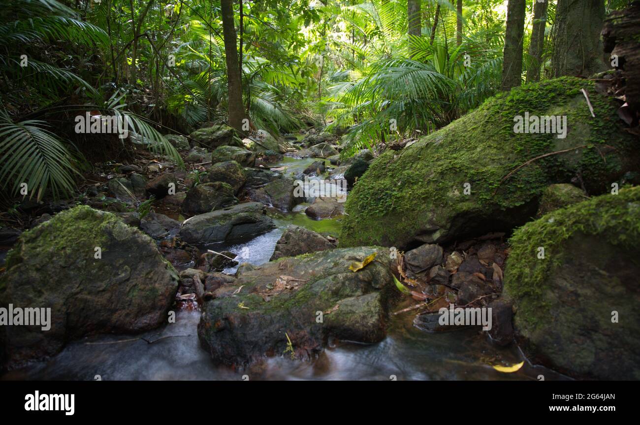 Le petit fleuve qui traverse la forêt tropicale de Daintree, Port Douglas, Australie, s'écoule lentement. Banque D'Images