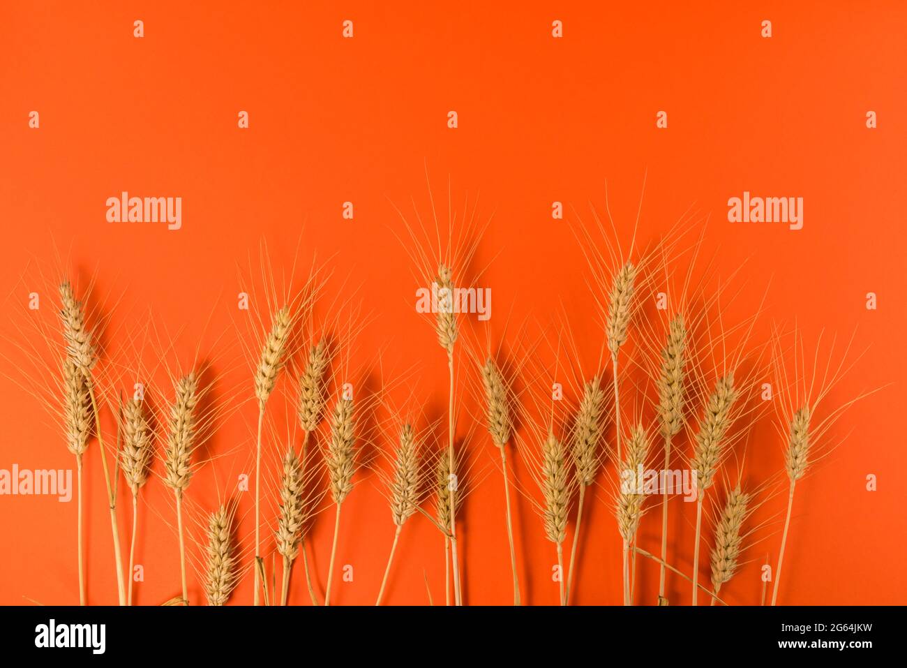 Épis de blé sur fond orange, motif graphique pour illustrations, étiquette, accueil. Copier l'espace Banque D'Images