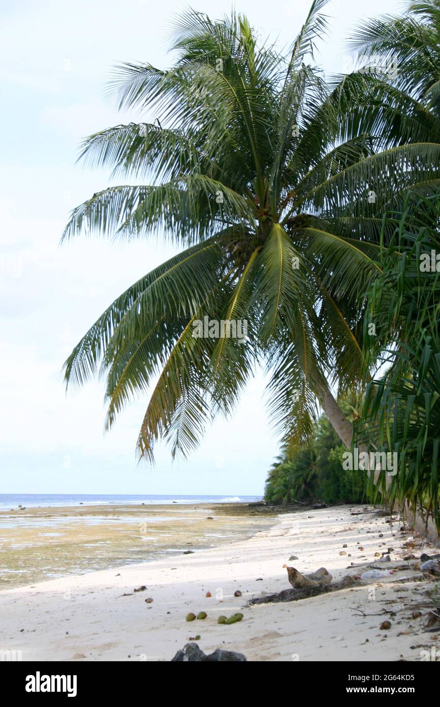 Atoll de Majuro, Îles Marshall - palmiers sur une plage de sable blanc Banque D'Images