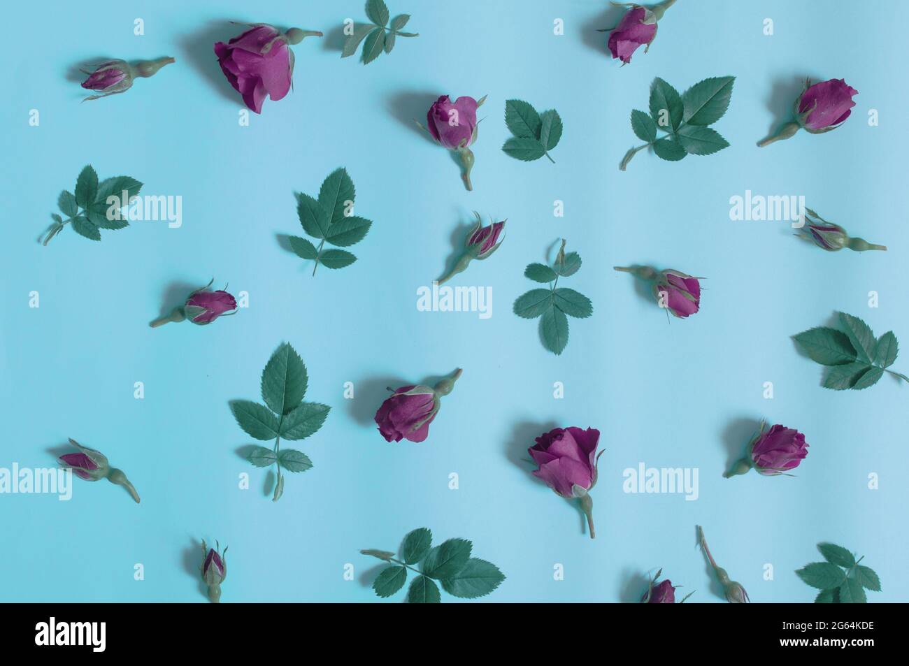 boutons rouges fleurs et pétales de rose, feuilles vertes sur fond bleu Banque D'Images