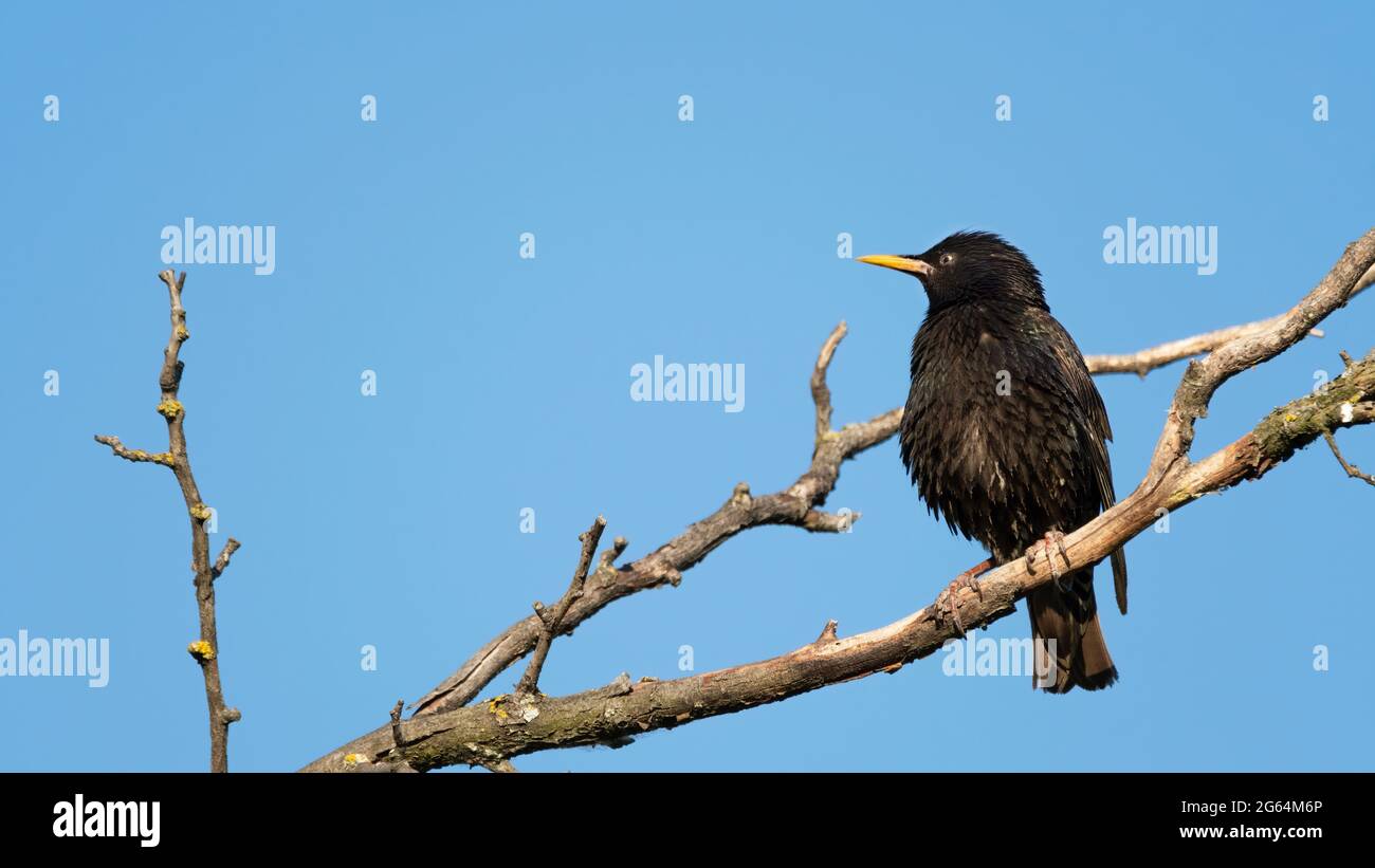 oiseau, natur, lebende sauvage, niveau, spatz,schnabel, sauvage, plume, finch, specht, oiseau,natur, tiere de lebende sauvage, niveau, ast, sauvage,baum, schnabel Banque D'Images