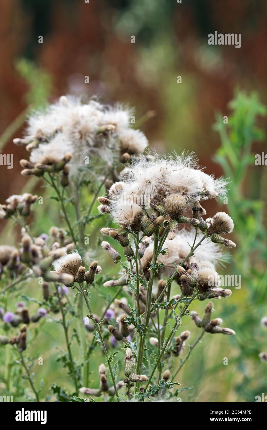 Cirsium arvense, Thistle rampant, Thistle du Canada, Thistle de champ Banque D'Images