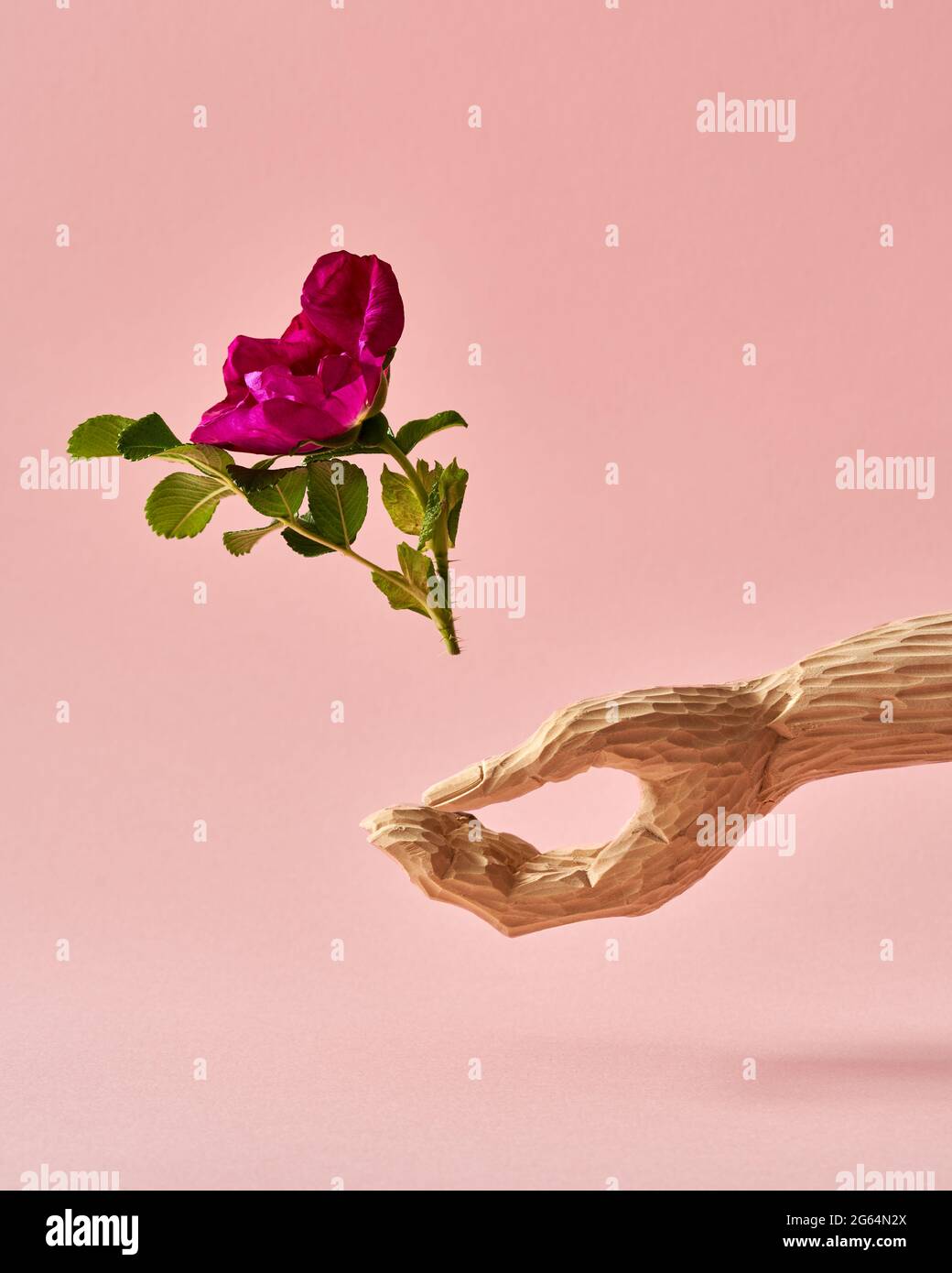 Rugosa rose volant d'une main en bois. Concept écologique ou de mode de vie durable. Banque D'Images