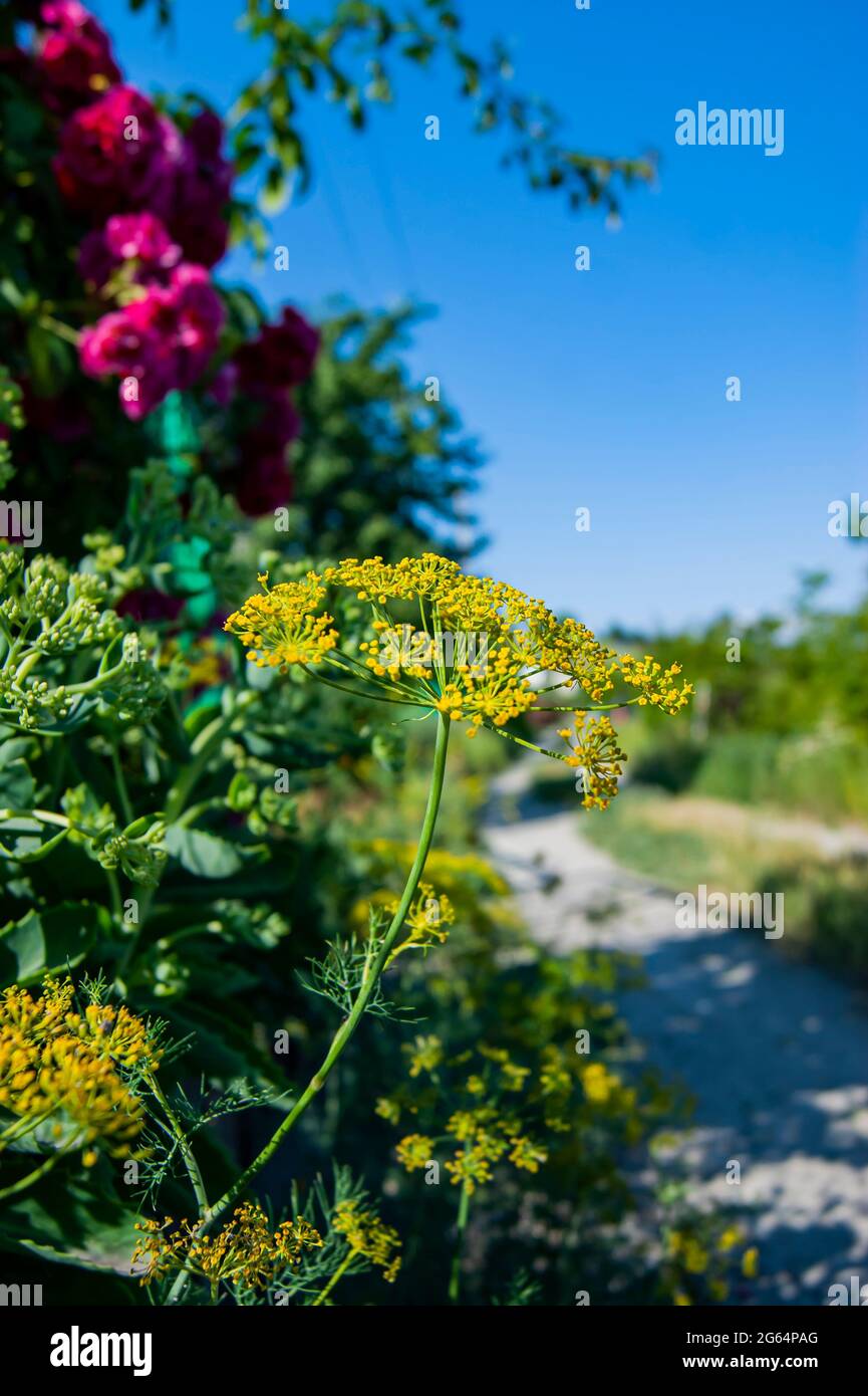 Fleur d'aneth dans le jardin d'été. Récolte d'été d'herbes. Assaisonnements délicieux. Banque D'Images