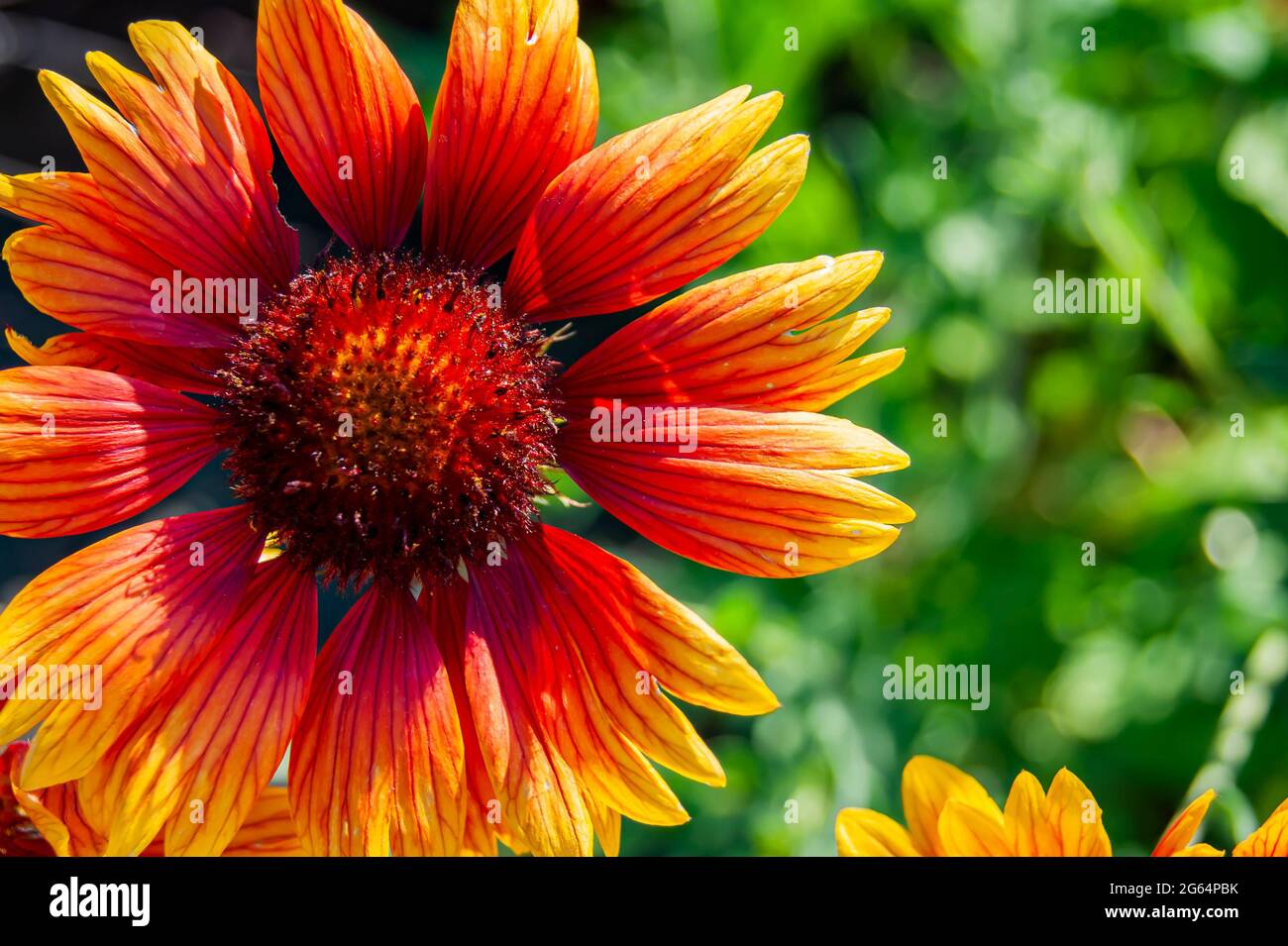 Fleur d'orange dans le jardin d'été. Définit l'ambiance estivale. Lumineux et frais. Banque D'Images
