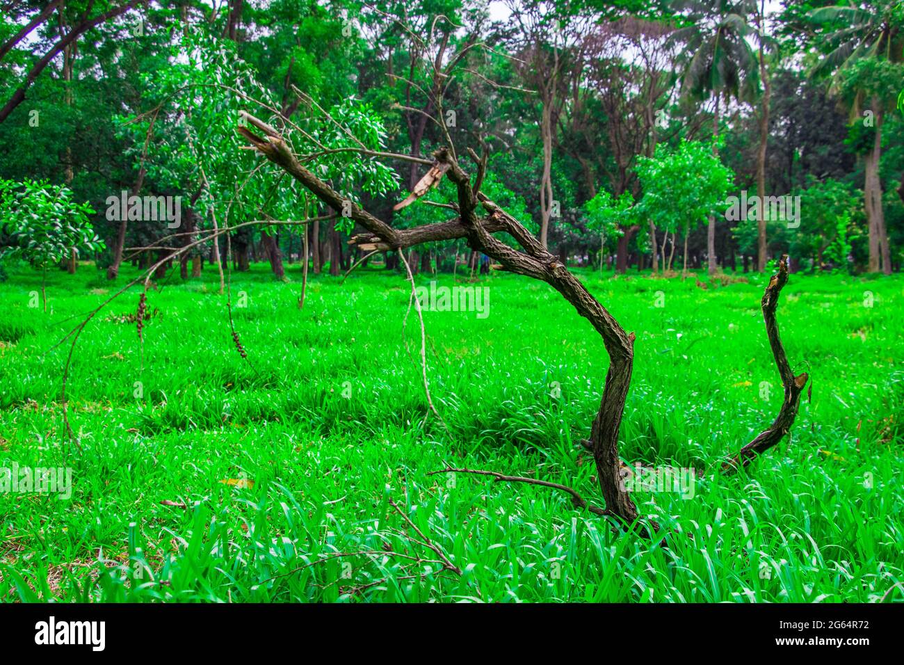 Un arbre mort dans la nature verte. J'ai pris cette photo le 11 août 2018, à Dhaka, au Bangladesh, en Asie du Sud Banque D'Images