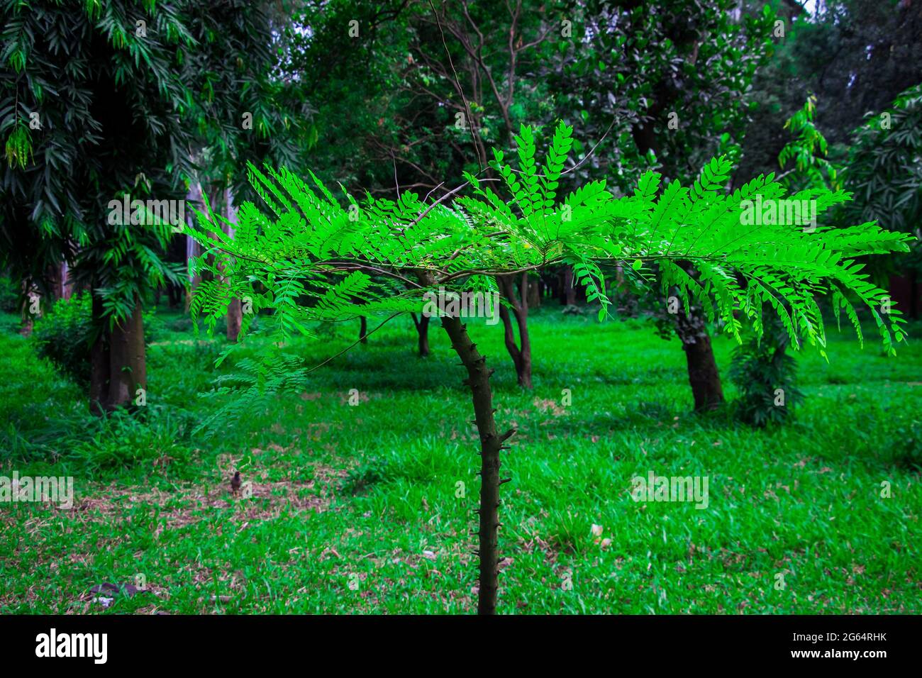 Une belle structure d'un arbre avec une feuille verte. J'ai pris cette photo le 11 août 2018, à Dhaka, au Bangladesh, en Asie du Sud Banque D'Images