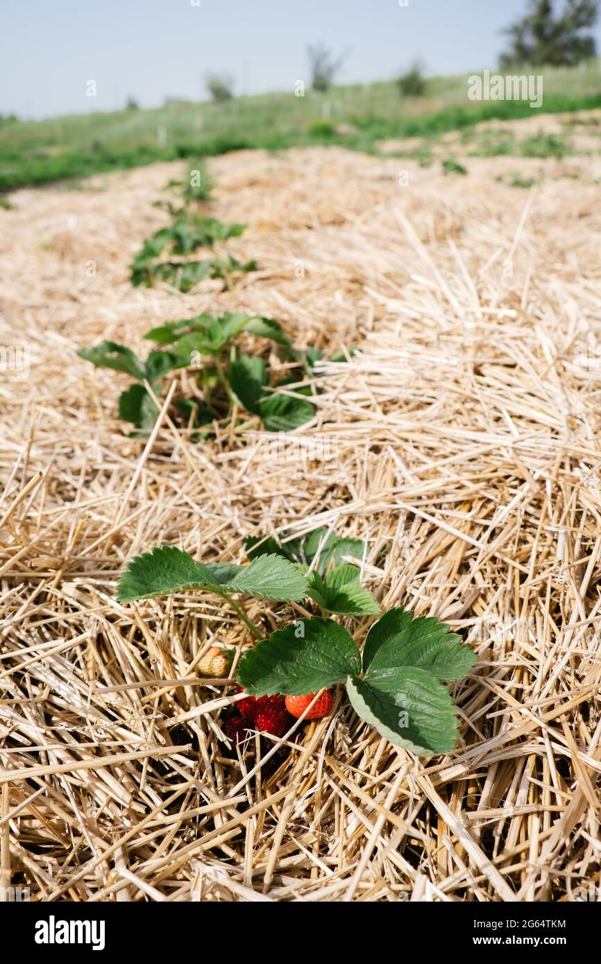 En cultivant des fraises, utilisez de la paille pour protéger les fruits. Paille autour des plantes de fraise sur le champ de fraise dans la ferme. Récolte à la fraise Banque D'Images