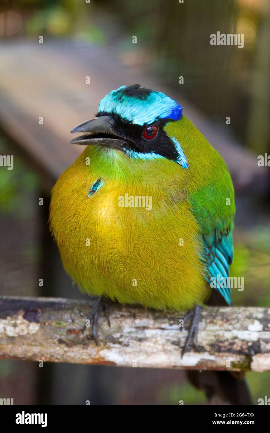 Un bleu verdâtre, houtouc Momotus momota, est assis sur un perchoir. Banque D'Images