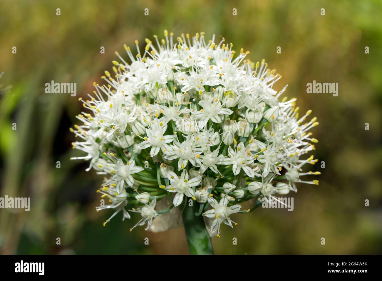 Blossom, Allium nigrum Banque D'Images