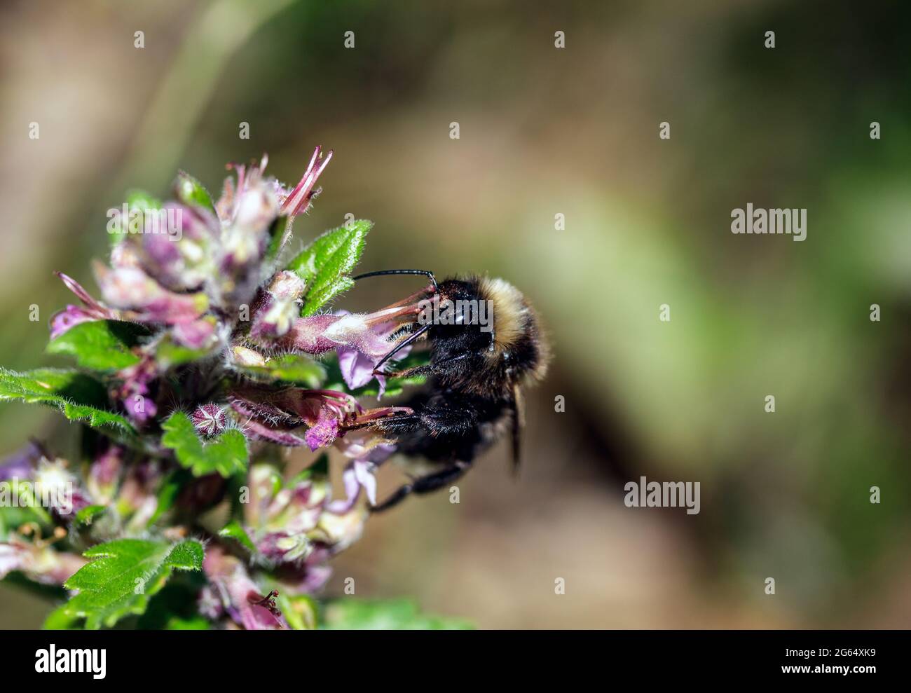 Macro d'une bombe Banque D'Images