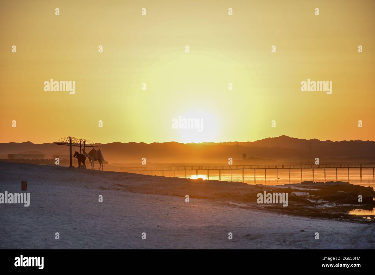 Chameaux sur une plage sauvage Banque D'Images