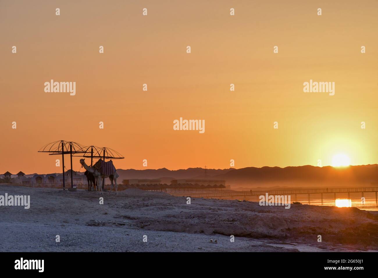 Chameaux sur une plage sauvage Banque D'Images