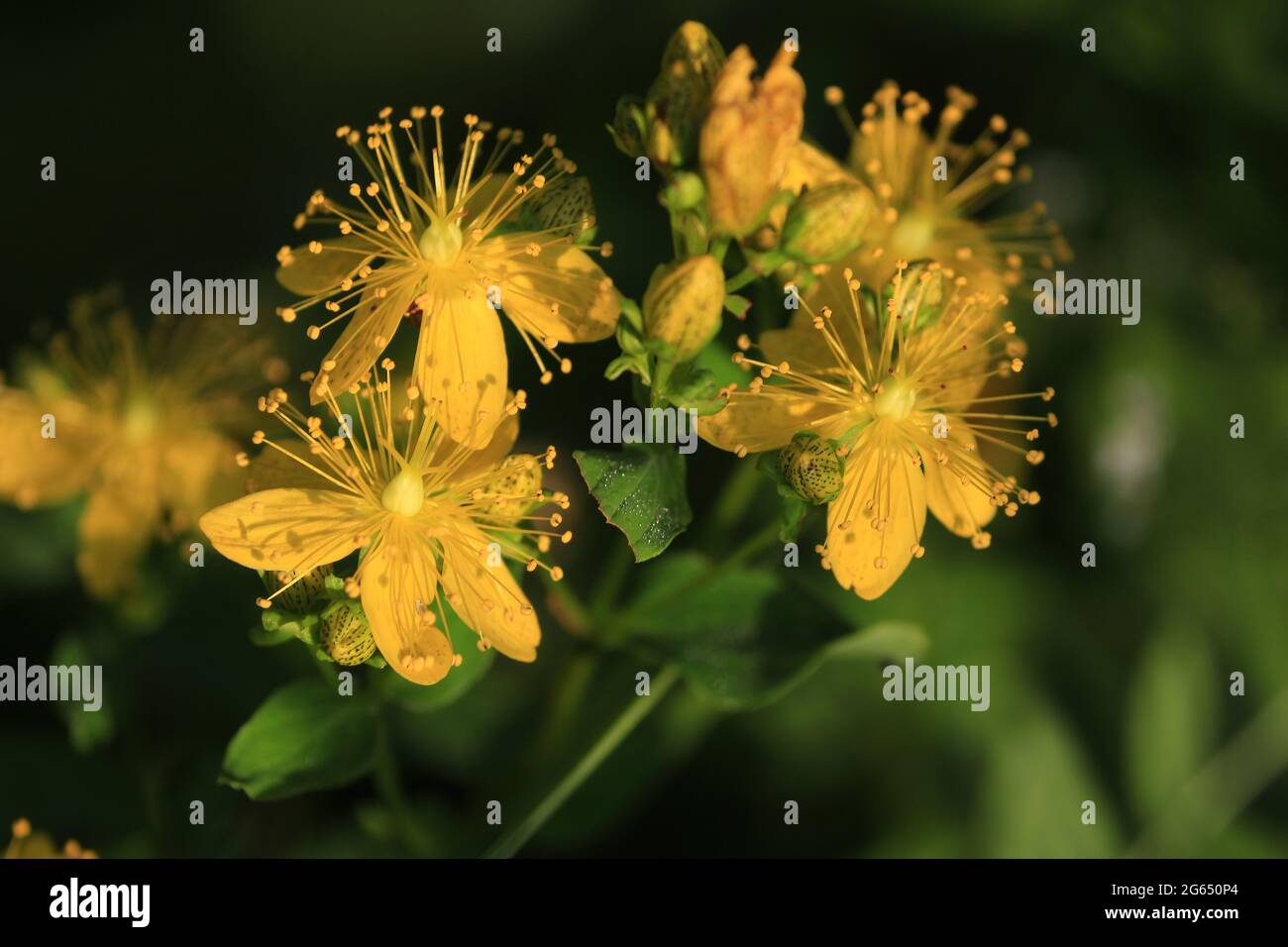 Hypericum perforatum, millepertuis, millepertuis, millepertuis, millepertuis. Gros plan sur les fleurs jaunes d'or du millepertuis. Banque D'Images
