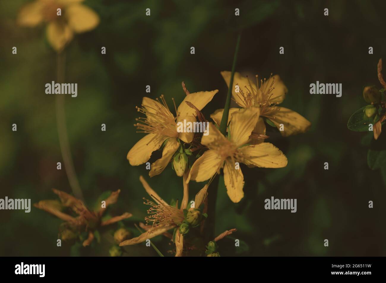 Hypericum perforatum, millepertuis, millepertuis, millepertuis, millepertuis. Gros plan sur les fleurs jaunes d'or du millepertuis. Banque D'Images