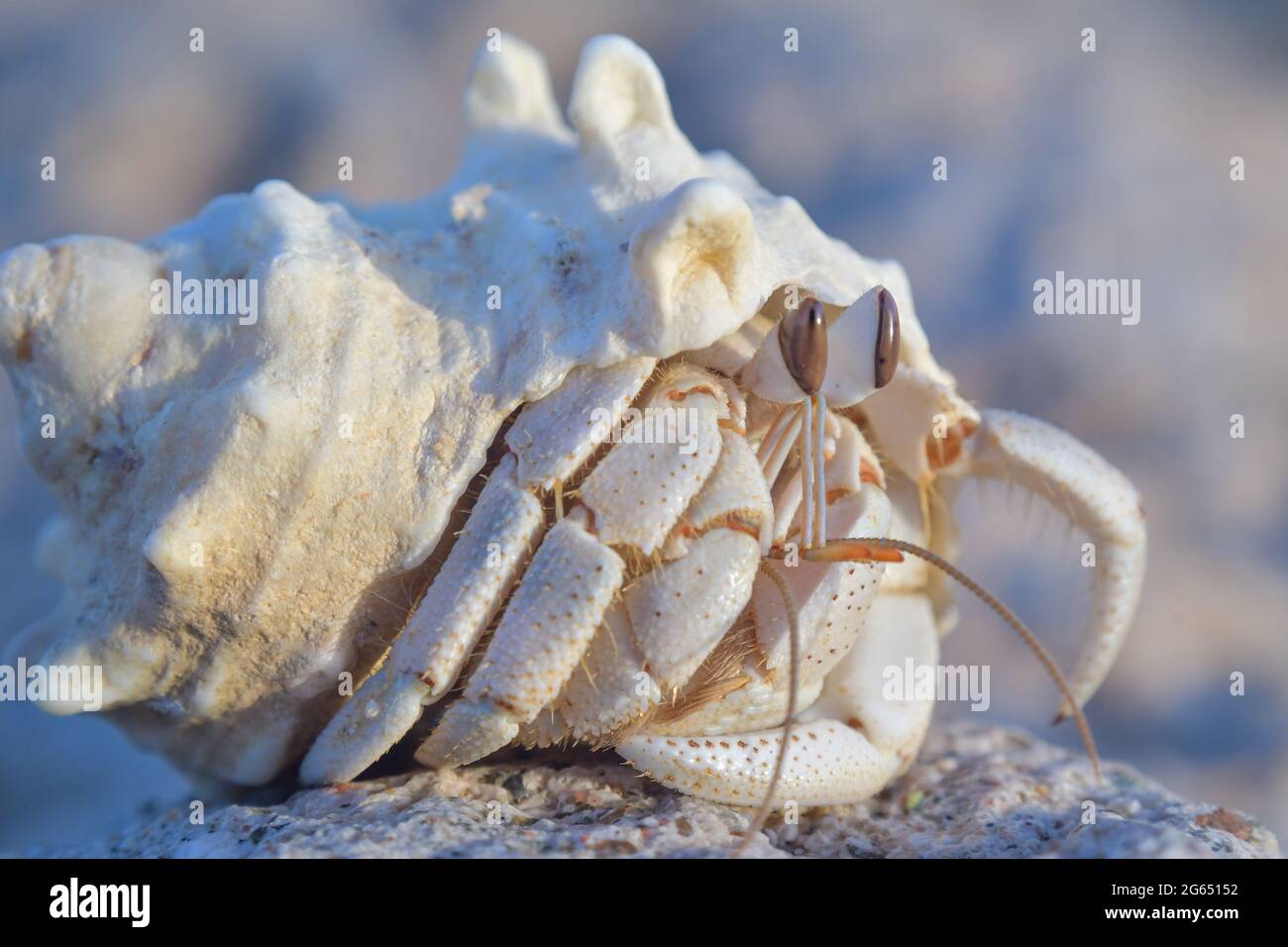 Crabe dans une coquille blanche Banque D'Images