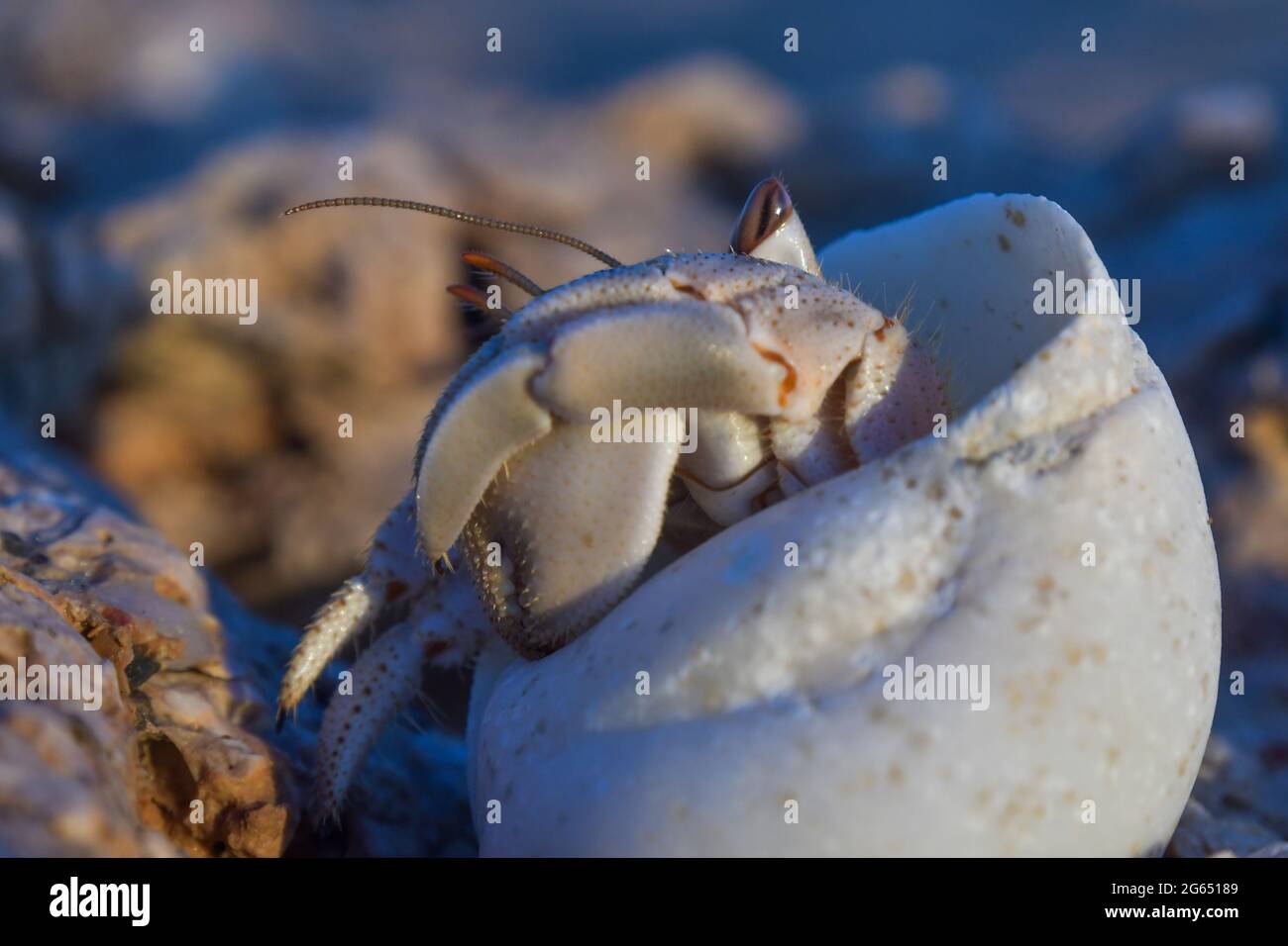 Crabe dans une coquille blanche Banque D'Images