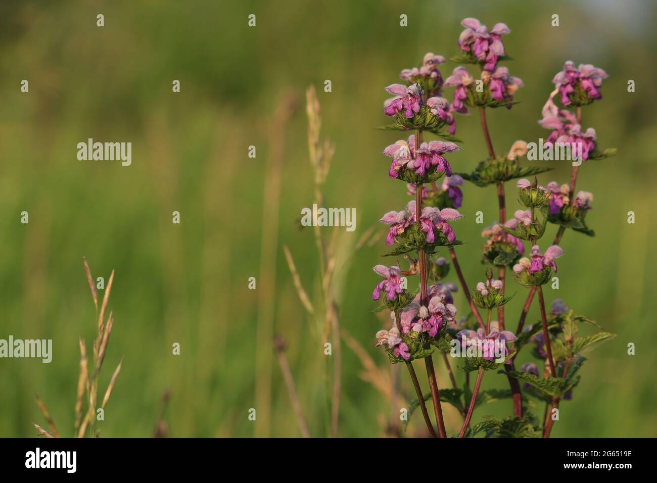 Phlomoides tuberosa, sauge tuberous de Jérusalem. Fleurs sauvages roses pourpres sur un pré vert d'été illuminé par la lumière du soir. Fond naturel rose. Banque D'Images