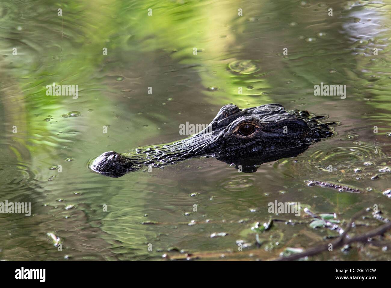Alligator américain (Alligator mississippiensis) - Wakodahatchee Wetlands, Delray Beach, Floride, Etats-Unis Banque D'Images