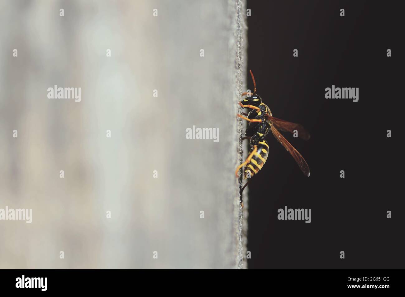 Polistes nimpha, dominula-groupe Wasps papier. Gros plan en forme de guêpe noire et jaune sur un mur vertical en bois gris clair au soleil. Banque D'Images